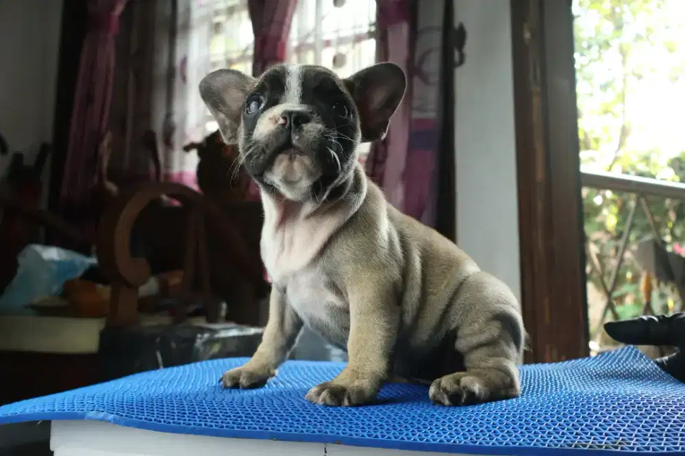 FRENCH BULLDOG FOR ADOPT
