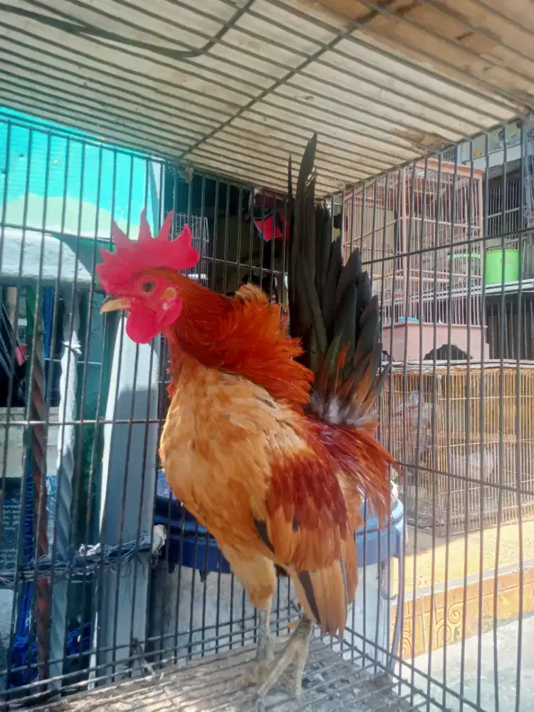 Ayam Kate Serama ada 5 ekor (lima)