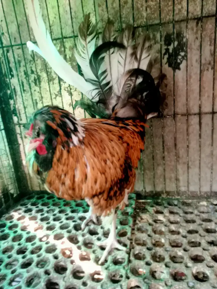 Ayam jenis Poland.