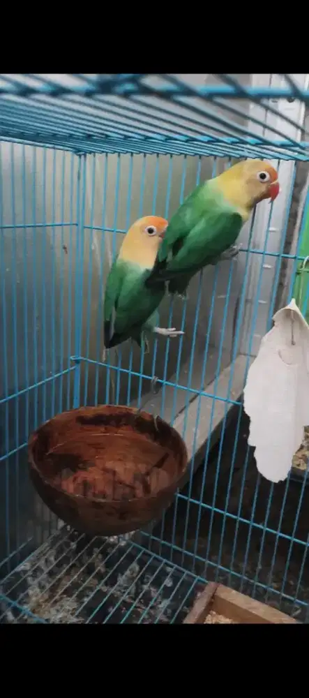 Lovebird PB sepasang+anakan warna bio blue
