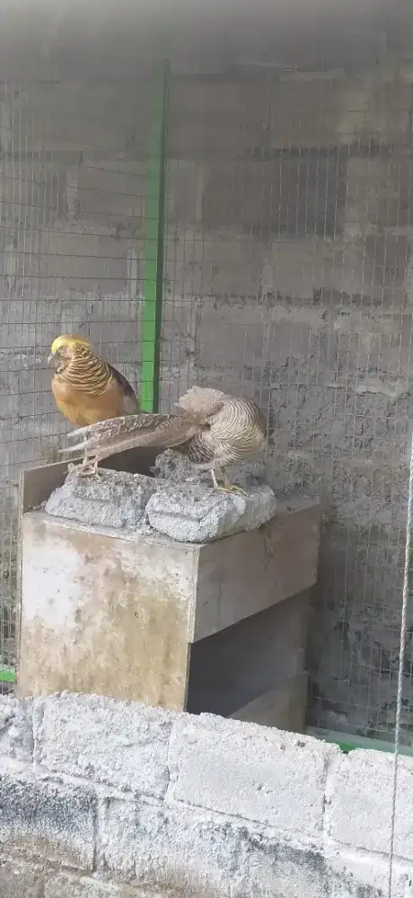 Ayam hias yellow peasent sepasang