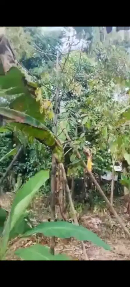 Tanah kebun 1.500m² sertifikat SHM cocok untuk villa,peternakan dll