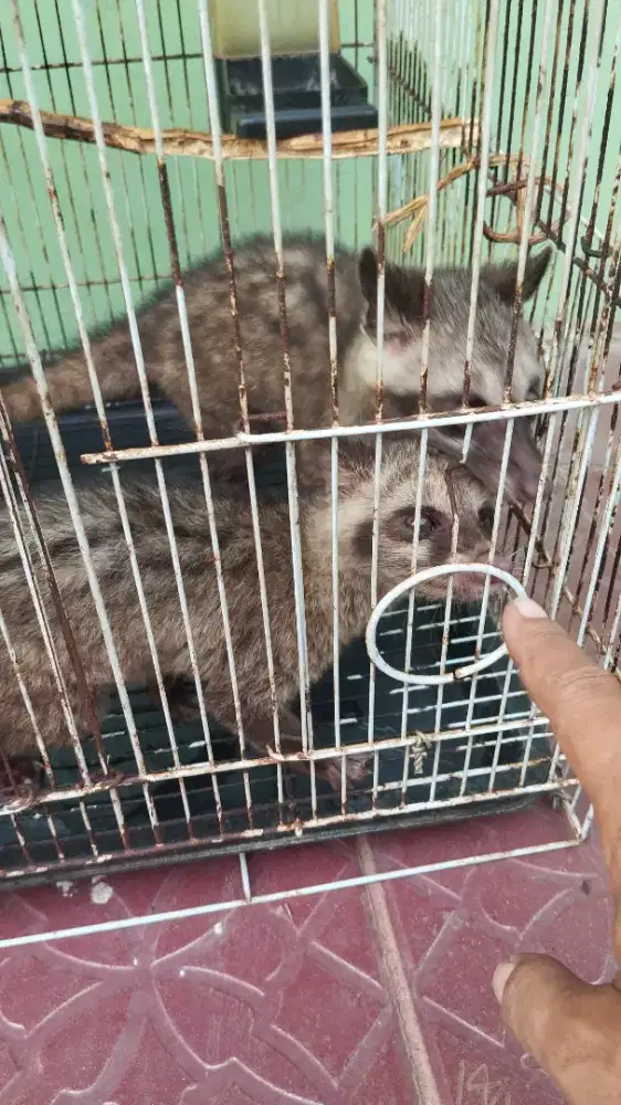 Musang anakan ada dua