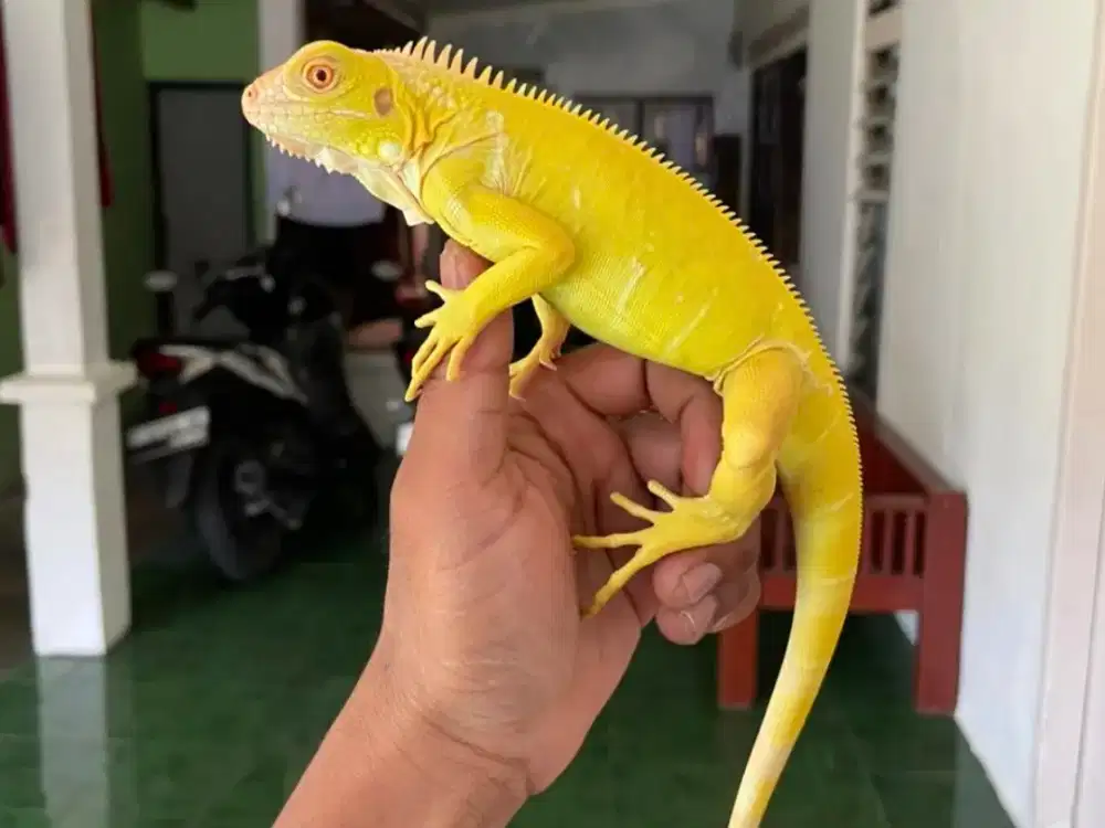 Iguana gren albino siap kontes