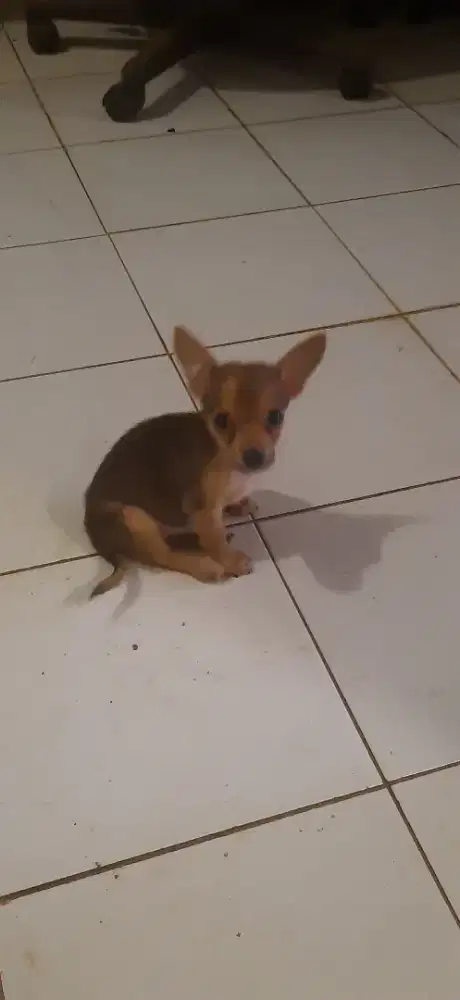 Jual cepat anak anjing mini