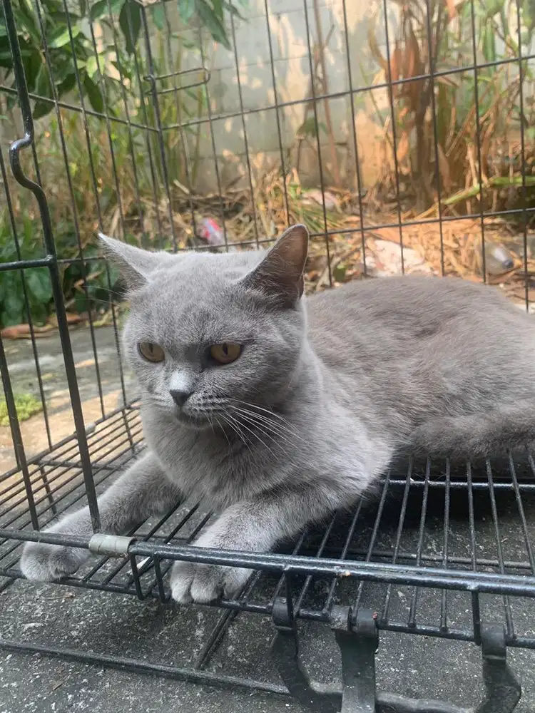 BRITISH SHORTHAIR BETINA 15 bulan