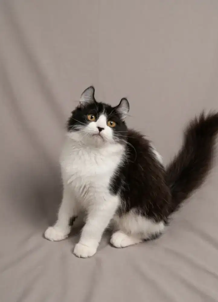 American Curl Tuxedo Harlequin Female