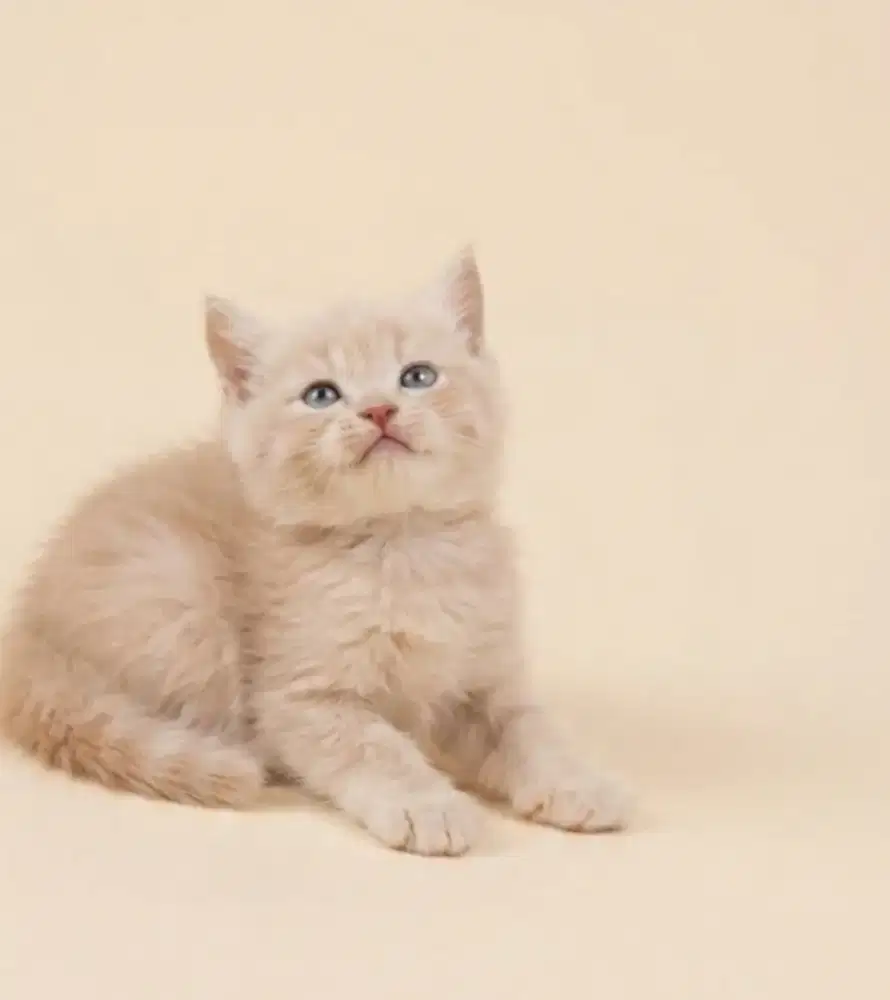 BSH Cream Male Line WCF
