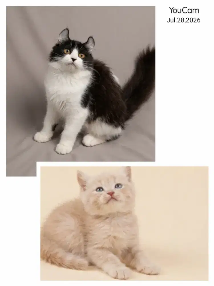 Sepasang BSH dan American curl