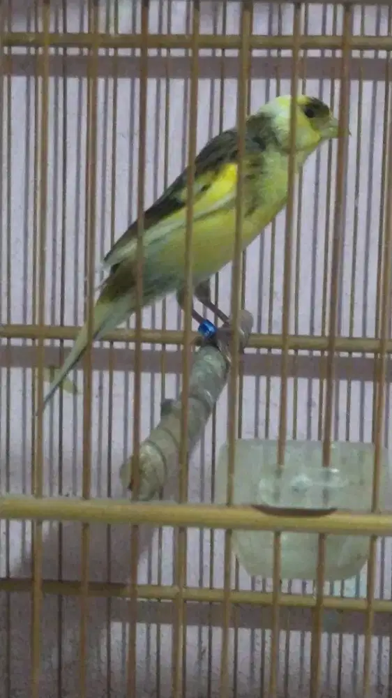 Burung kenari AFsf gacor door