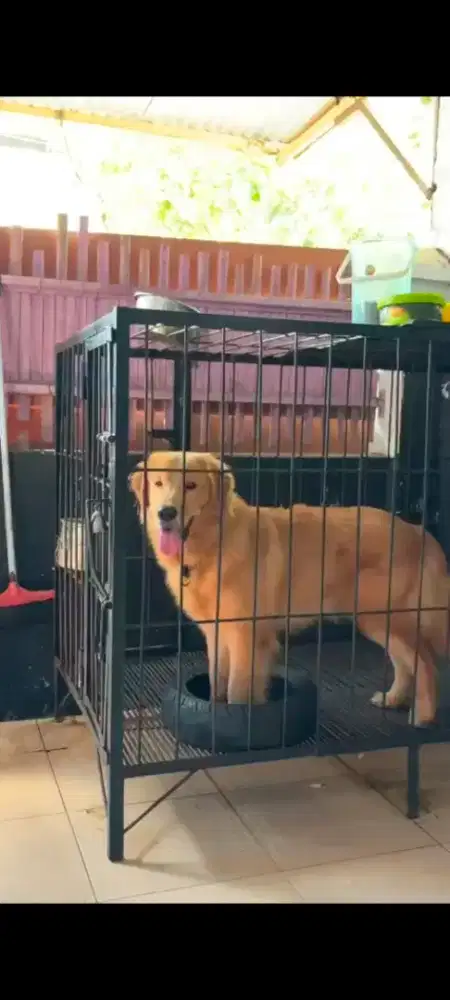 Di jual anjing golden