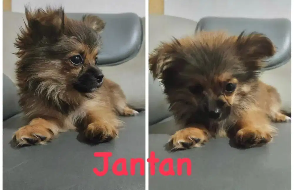 Anak anjing shihtzu mix pom