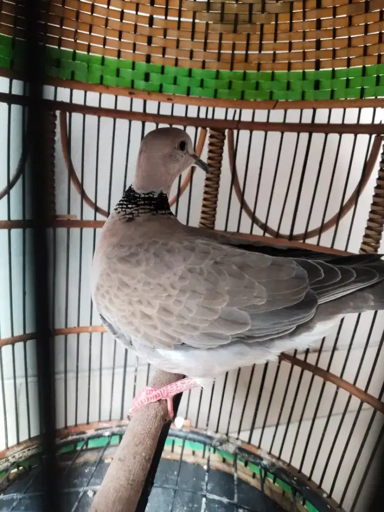 Jual kukur sama kandang ya mantap dh buyi rajin