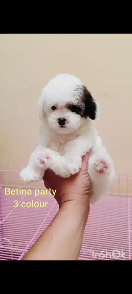 Poodle party jntan