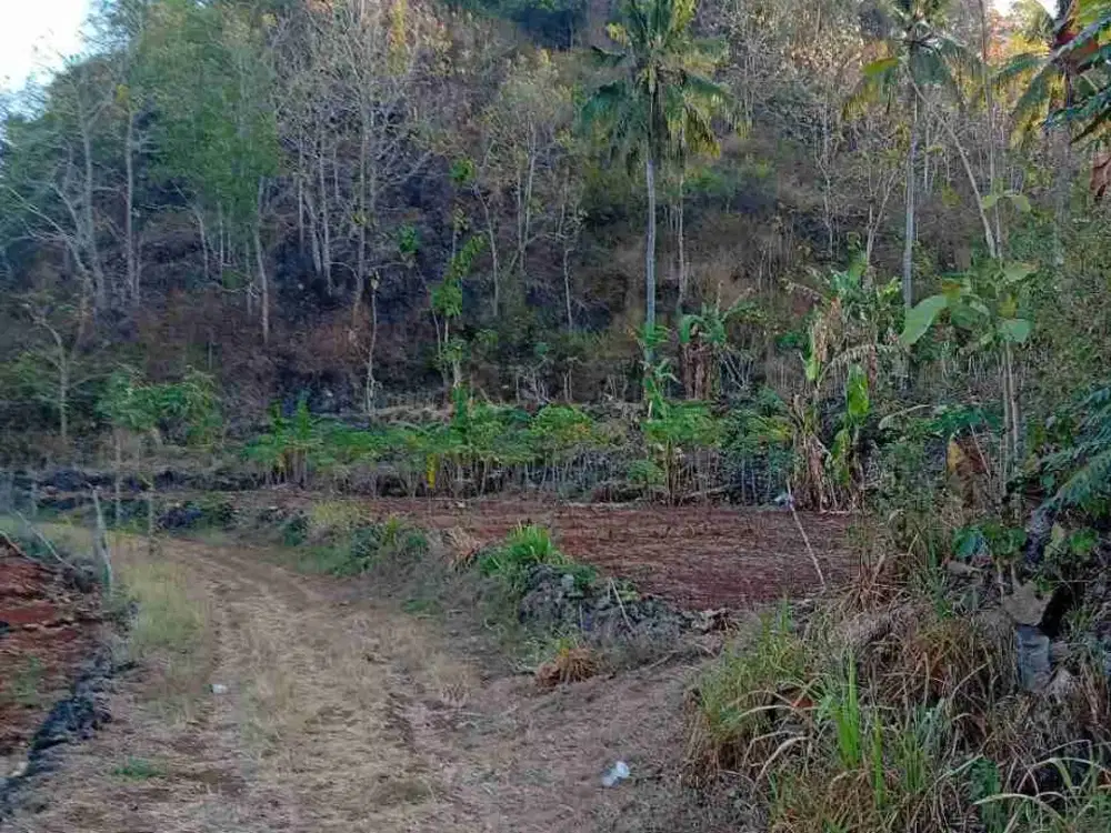Tanahmurah wonogiri jawa tengah luas 3 hektar hrga 500 jt