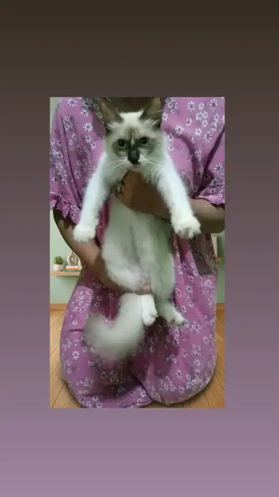 Kucing himalaya jantan 4 bulan take all perlengkapan