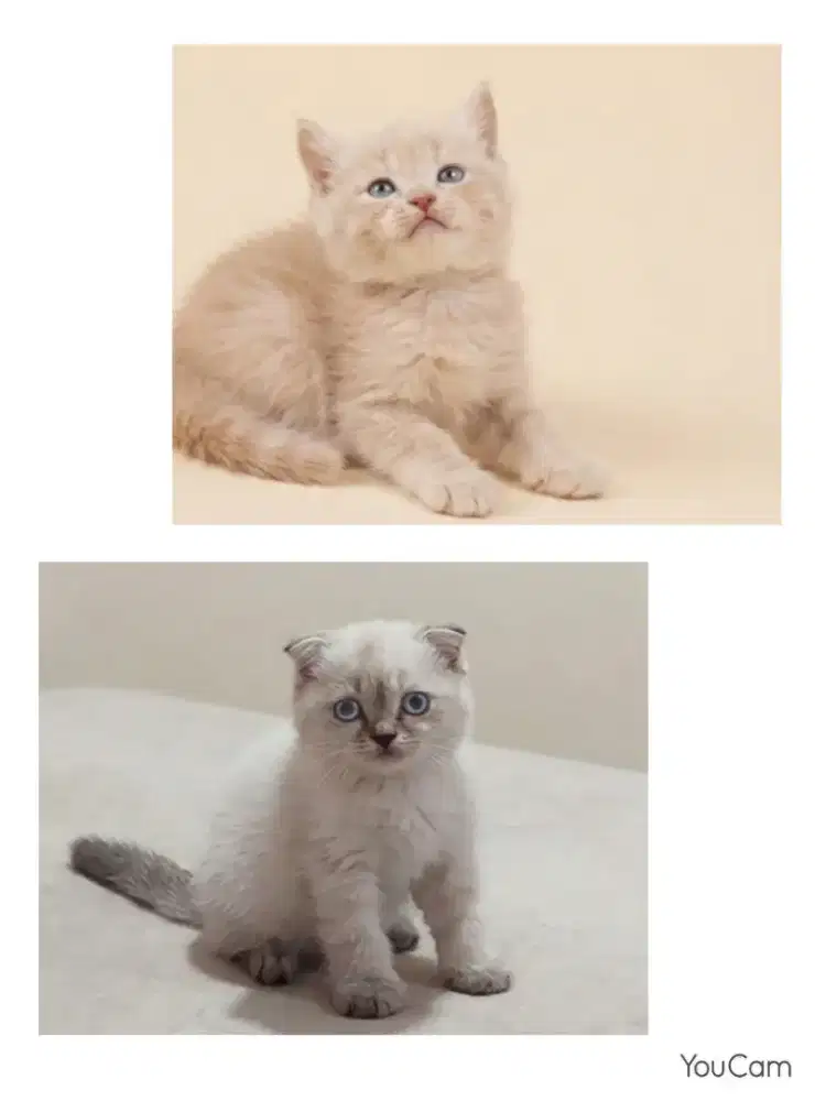 Sepasang Scottish Fold dan BSH