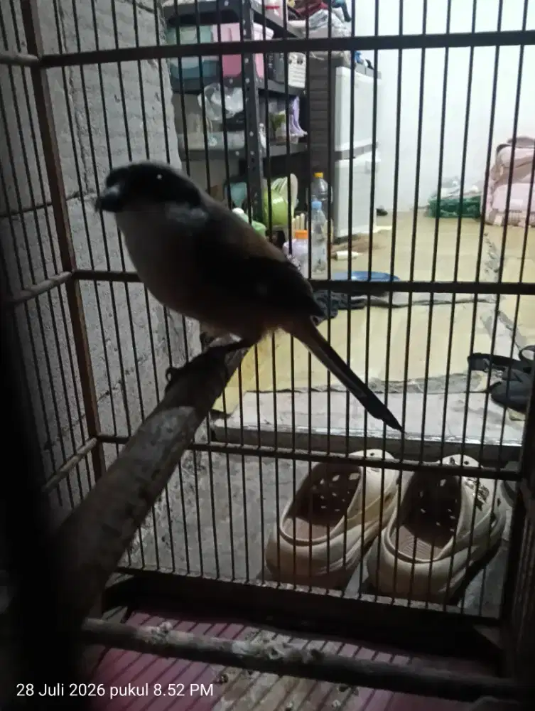 PENTET RAWTAN JINAK PAKE RING