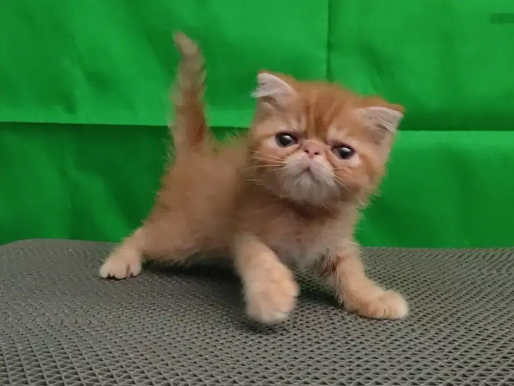 Kitten foldex betina
