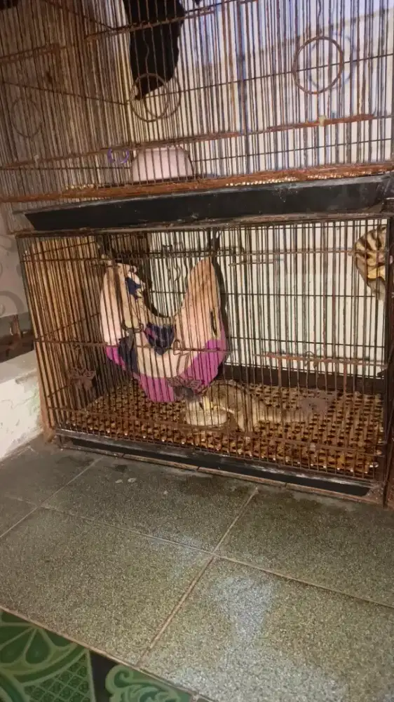 SG Sepasang Murah Indukan Minus