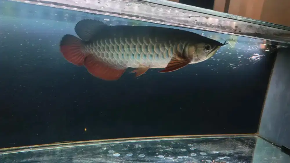 Akuarium fullset Arwana SR 34cm sertifikat + chip
