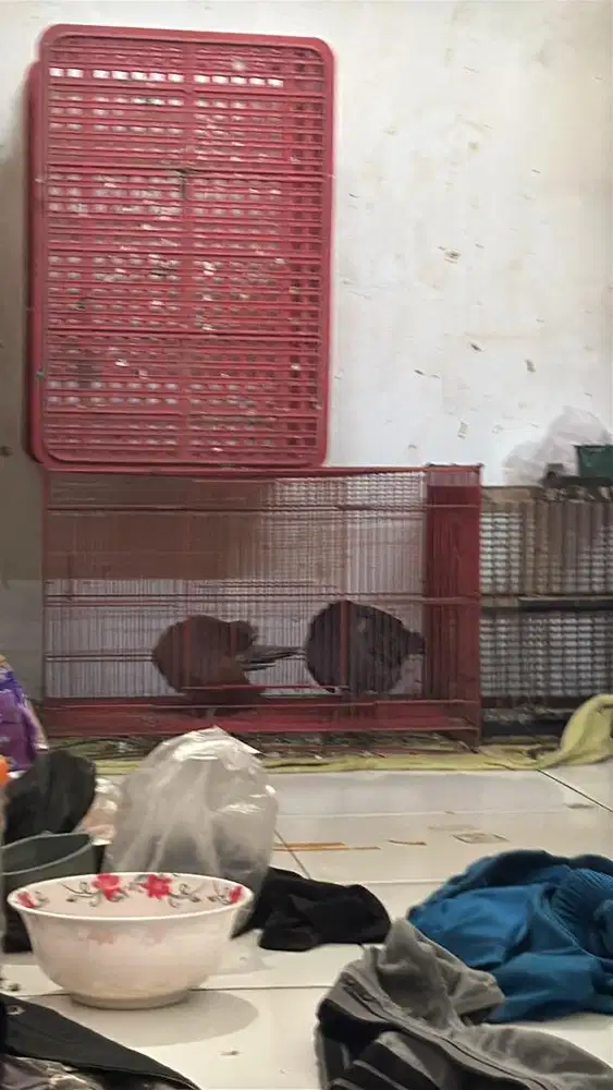 kandang kucing burung kelinci