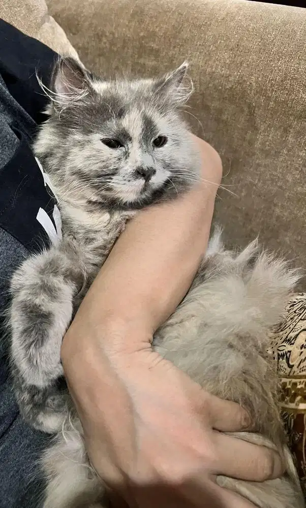 Persia Medium nose