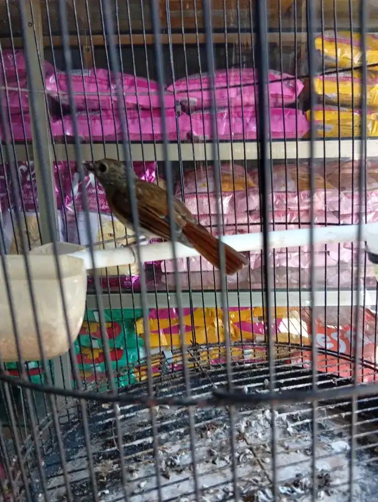 Burung ekor merah rajin bunyi