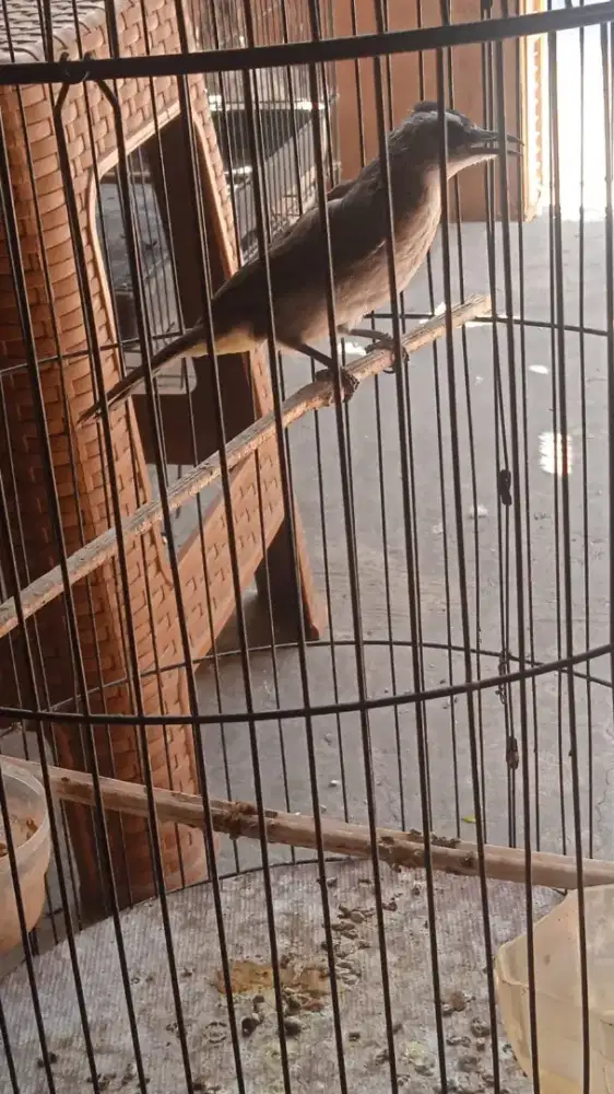 Burung Trucuk ekor putih rajin bunyi