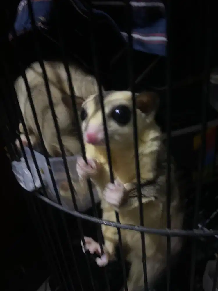 Sugar glider ada dua ekor silahkan buat yg minat
