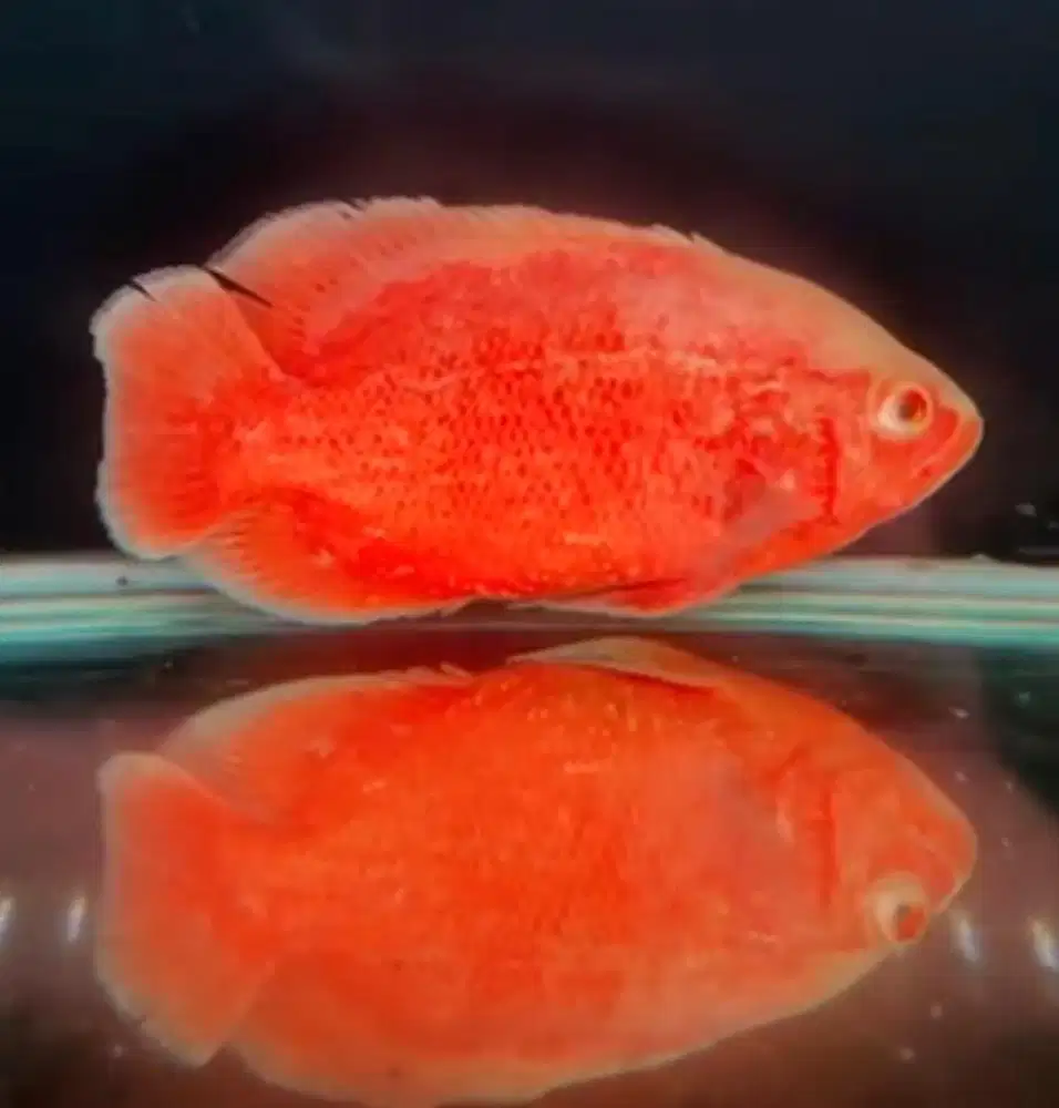 IKAN OSCAR RED CHILLI