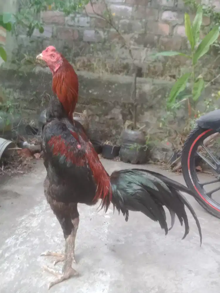 Ayam shamo Jepang x shamo Eropa  win 1 x siap adu caturangga