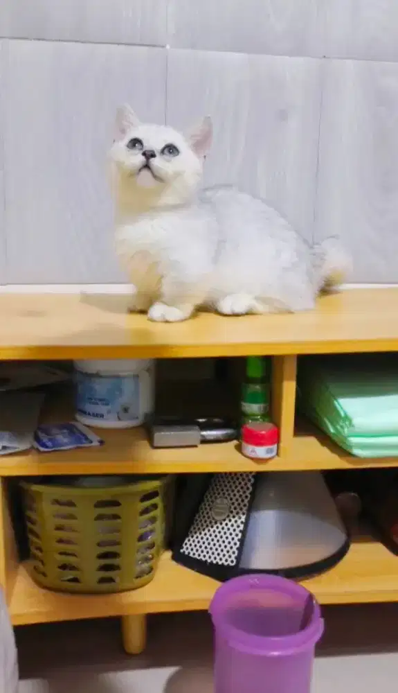 Bsh munchkin silver jantan 3bln