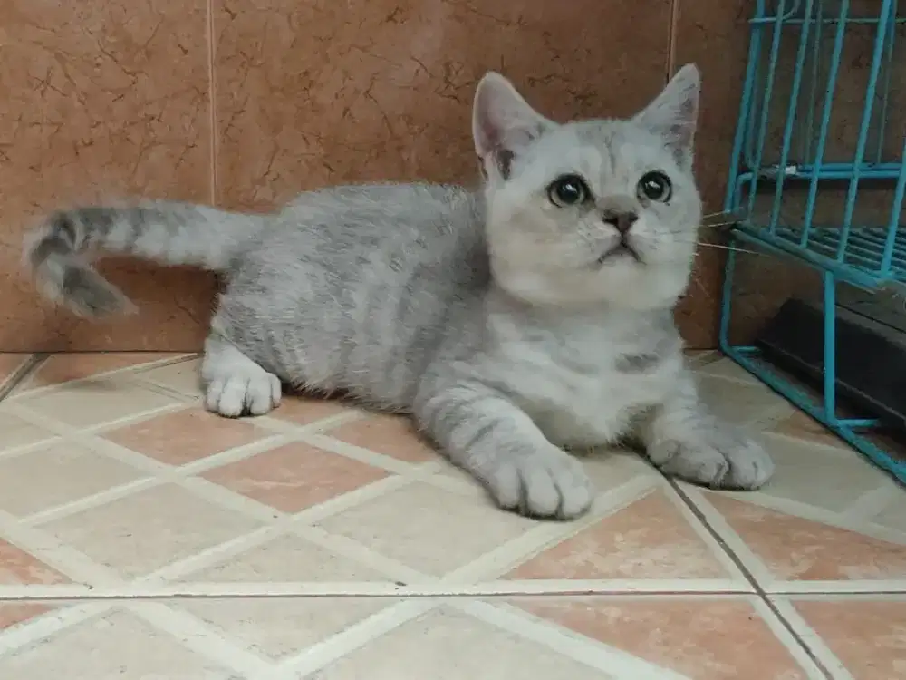 Kitten British shorthair BSH silver jantan
