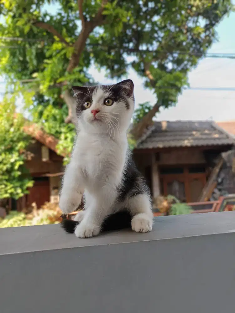 scottish fold x bsh black bicolor kitten jantan
