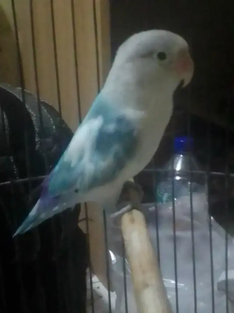 LOVEBIRD WARNA CANTIK 500 NET BURJA USIA MAPAN HARIAN BRISIK