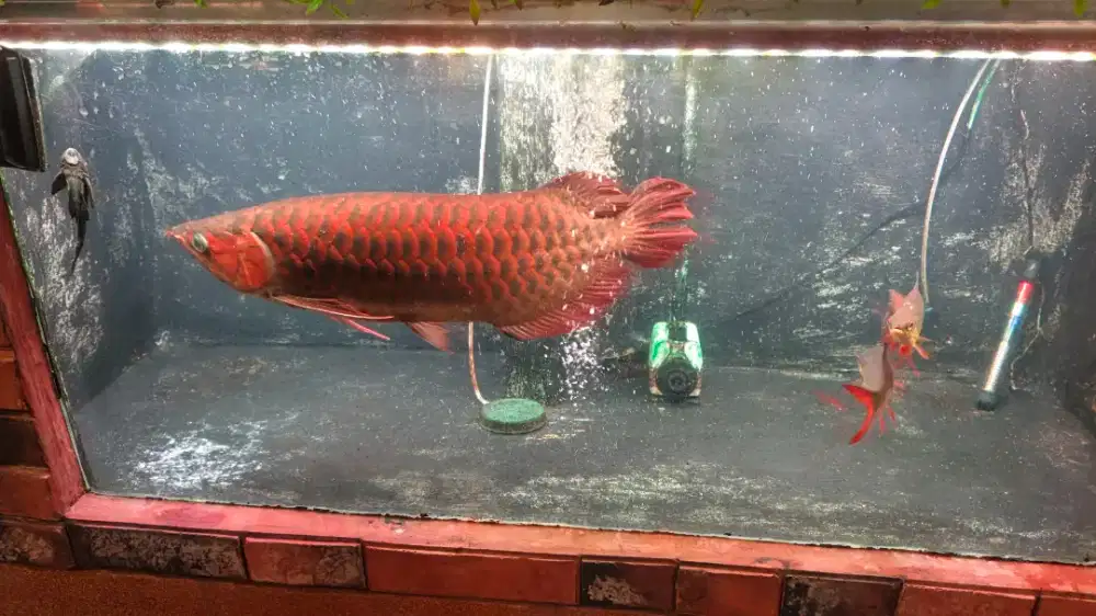 Arwana SR Jumbo
