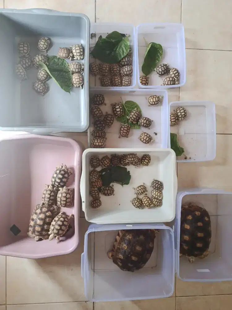 SULCATA BABY CB INDO BERBAGAI UKURAN