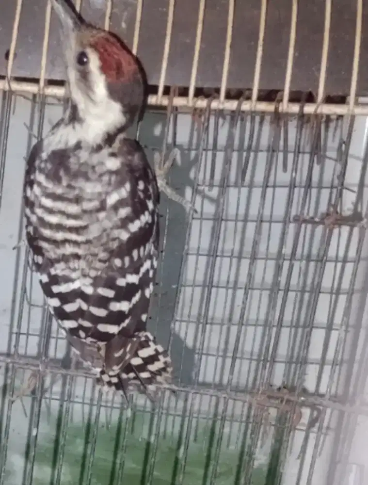 Pelatuk ulam pala mereh