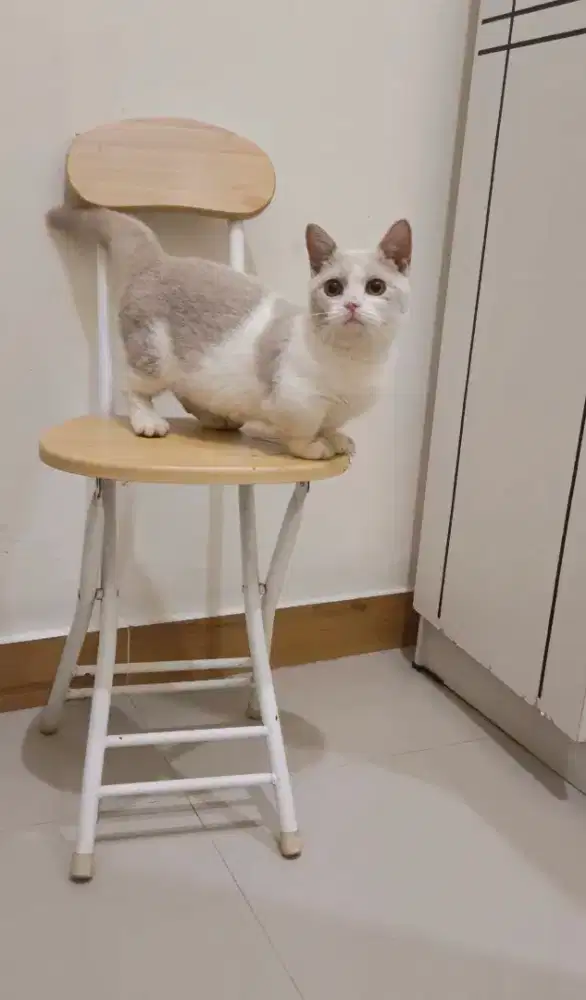 Bsh munchkin bicolor lillac betina