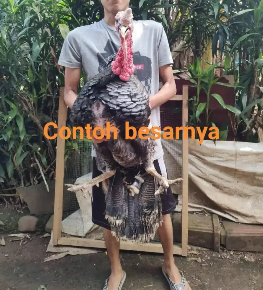 Anak ayam kalkun