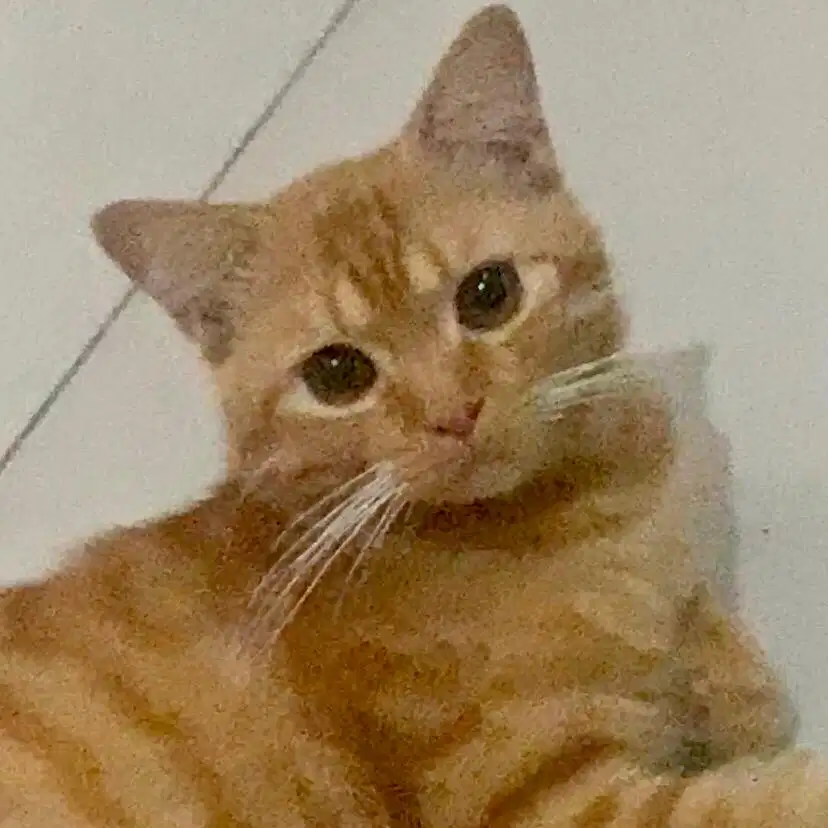 Kucing Kitten Mix Lucu
