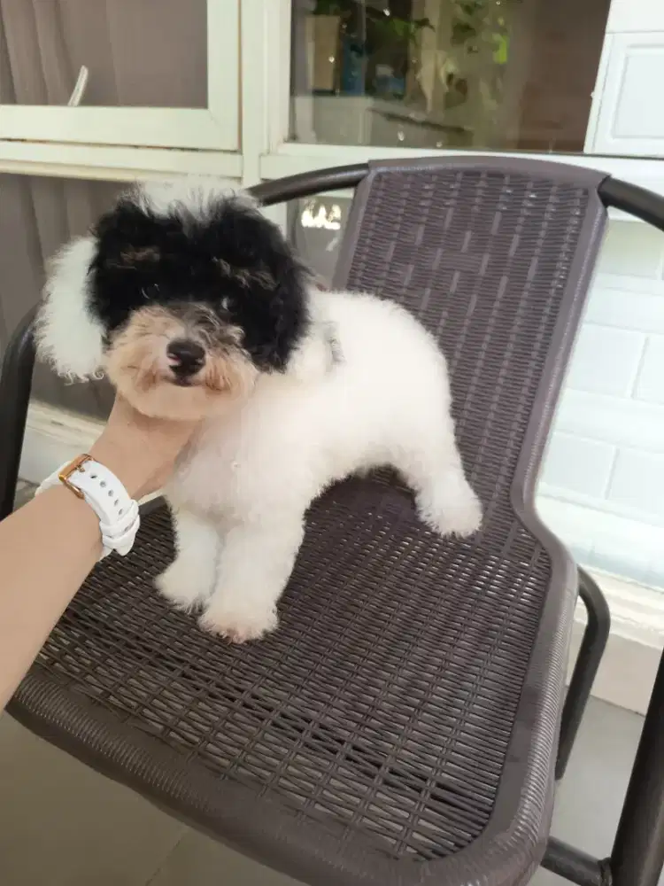 parti silver poodle