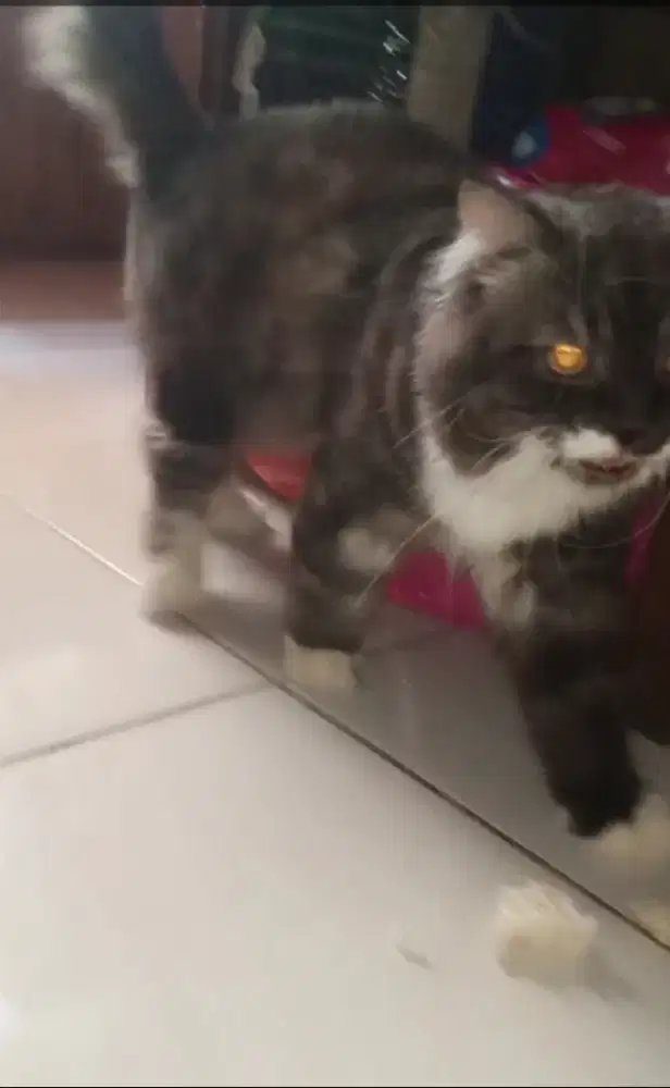 Kucing Persia jantan longhair