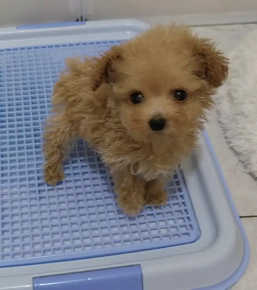 Super tiny poodle