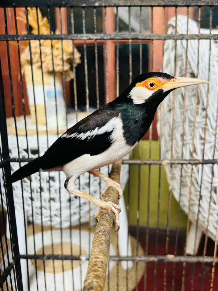Jalak Suren Jawa sudah Gacor Mompa Garuda