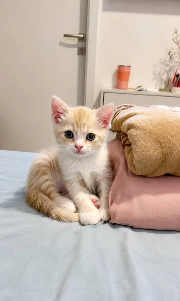 British Short hair mix munchkin Gaelic