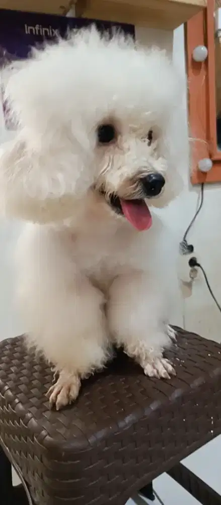Anjing podel jantan