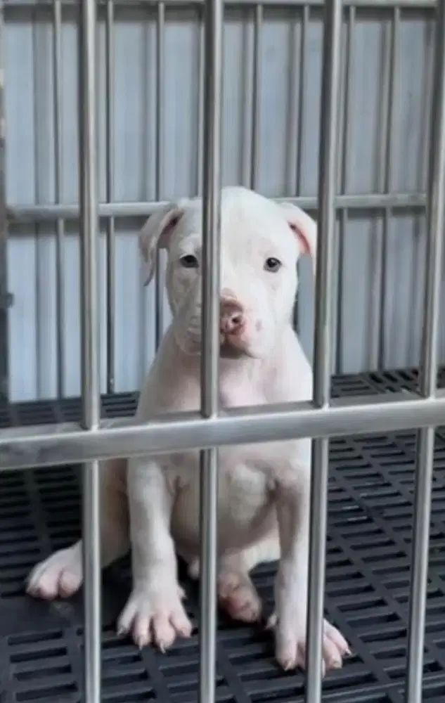 Puppy Pitbull Jantan Allwhite