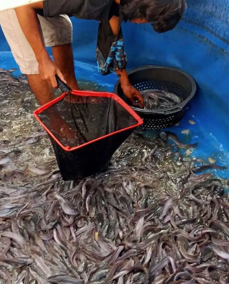 Bibit ikan lele sangkuriang dan nila merah bangkok bibit unggul